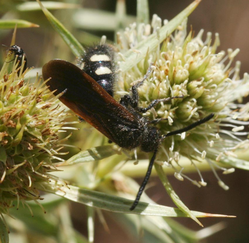 Scolia sexmaculata (Scolidae)